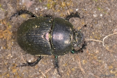 Geotrupes mutator