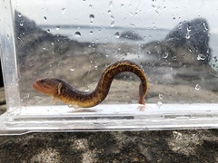 Dictyosoma rubrimaculatum