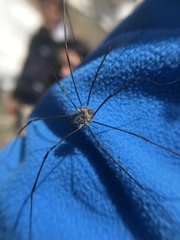 Mitopus glacialis