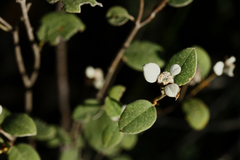 Spyridium thymifolium