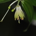 Long-styled Fairy Bells - Photo (c) ed_shaw, some rights reserved (CC BY-NC)
