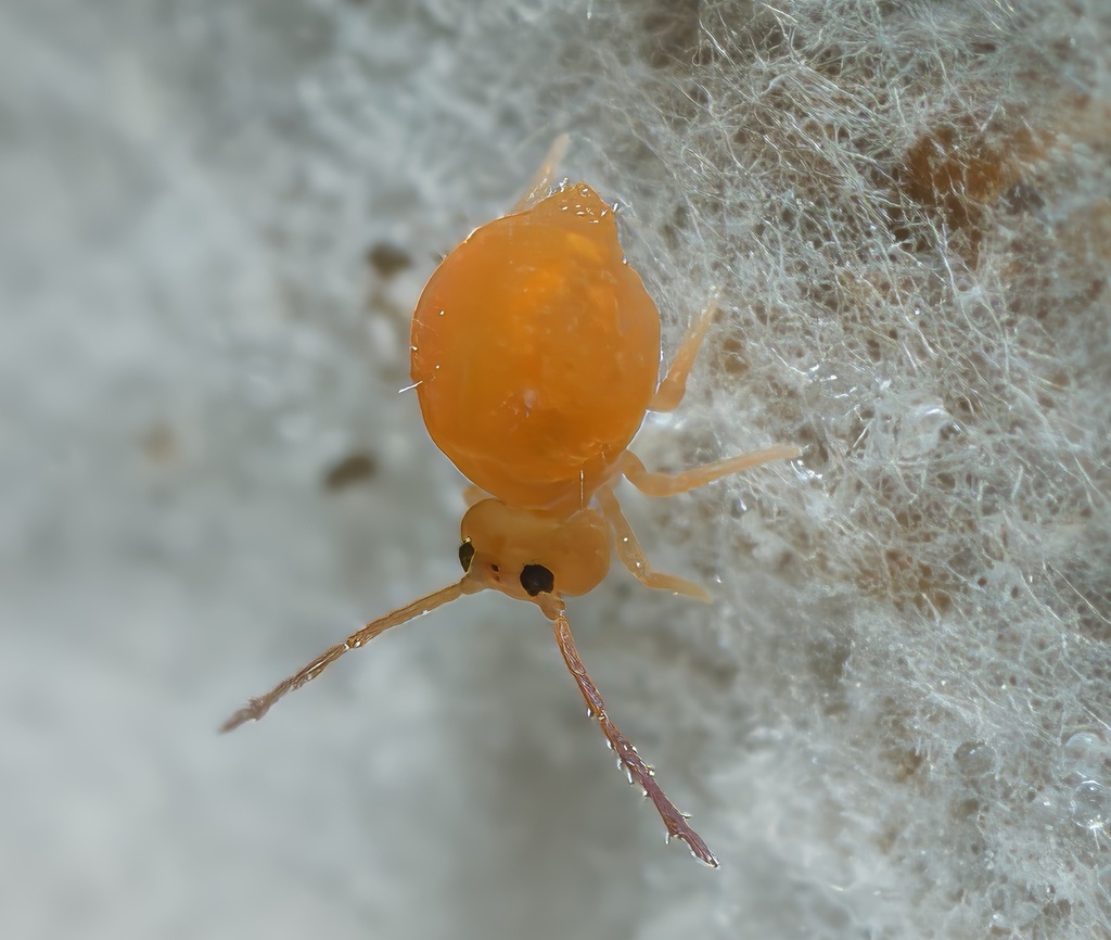 Dicyrtoma aurata