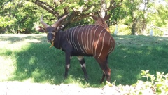 Tragelaphus eurycerus