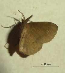 Lhommeia