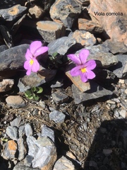 Viola comollia