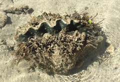 Hippopus hippopus