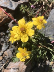 Geum reptans