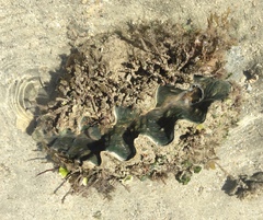 Hippopus hippopus