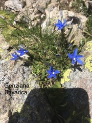 Gentiana brachyphylla brachyphylla