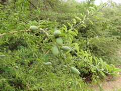 Balanites aegyptiaca