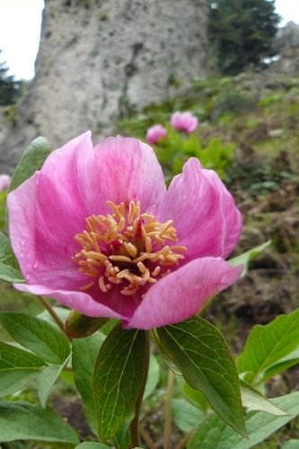 Wild peony (Paeonia mascula)