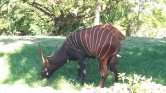 Tragelaphus eurycerus