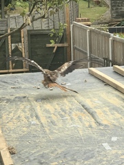 Milvus milvus
