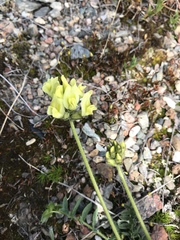 Oxytropis maydelliana