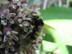 Bombus terricola image