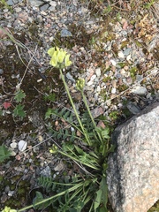 Oxytropis maydelliana