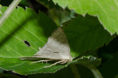 Pechipogo strigilata