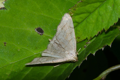 Pechipogo strigilata