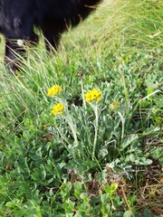 Jacobaea carniolica