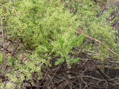 Asparagus racemosus