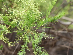 Asparagus racemosus