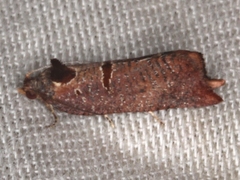 Glyphidoptera insignana