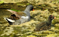 Gallinula chloropus