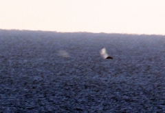 Megaptera novaeangliae