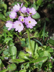 Primula algida