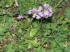 Primula algida