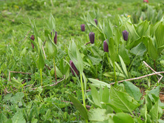 Fritillaria latifolia