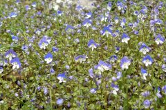 Veronica syriaca