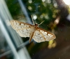 Herpetogramma thestealis