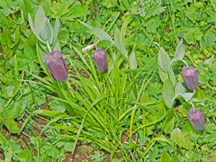 Fritillaria latifolia