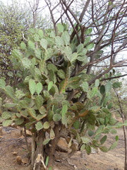 Opuntia elatior