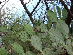Opuntia elatior