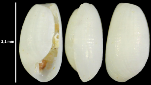 Retusa umbilicata