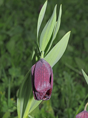 Fritillaria latifolia