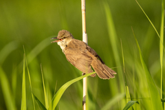 Acrocephalus orientalis