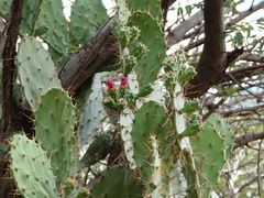Opuntia elatior