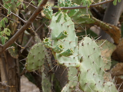 Opuntia elatior