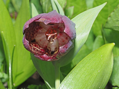 Fritillaria latifolia