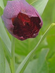 Fritillaria latifolia