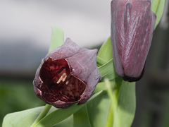 Fritillaria latifolia