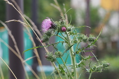 Cirsium nipponicum incomptum