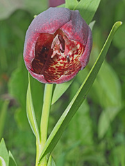 Fritillaria latifolia