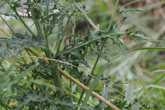 Cirsium nipponicum incomptum