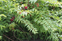 Coriaria japonica, photograph (c) harum.koh, some rights reserved (CC BY-SA)