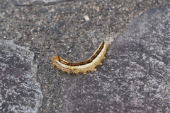 Euthrix albomaculata directa