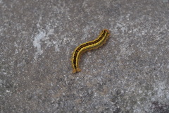 Euthrix albomaculata directa